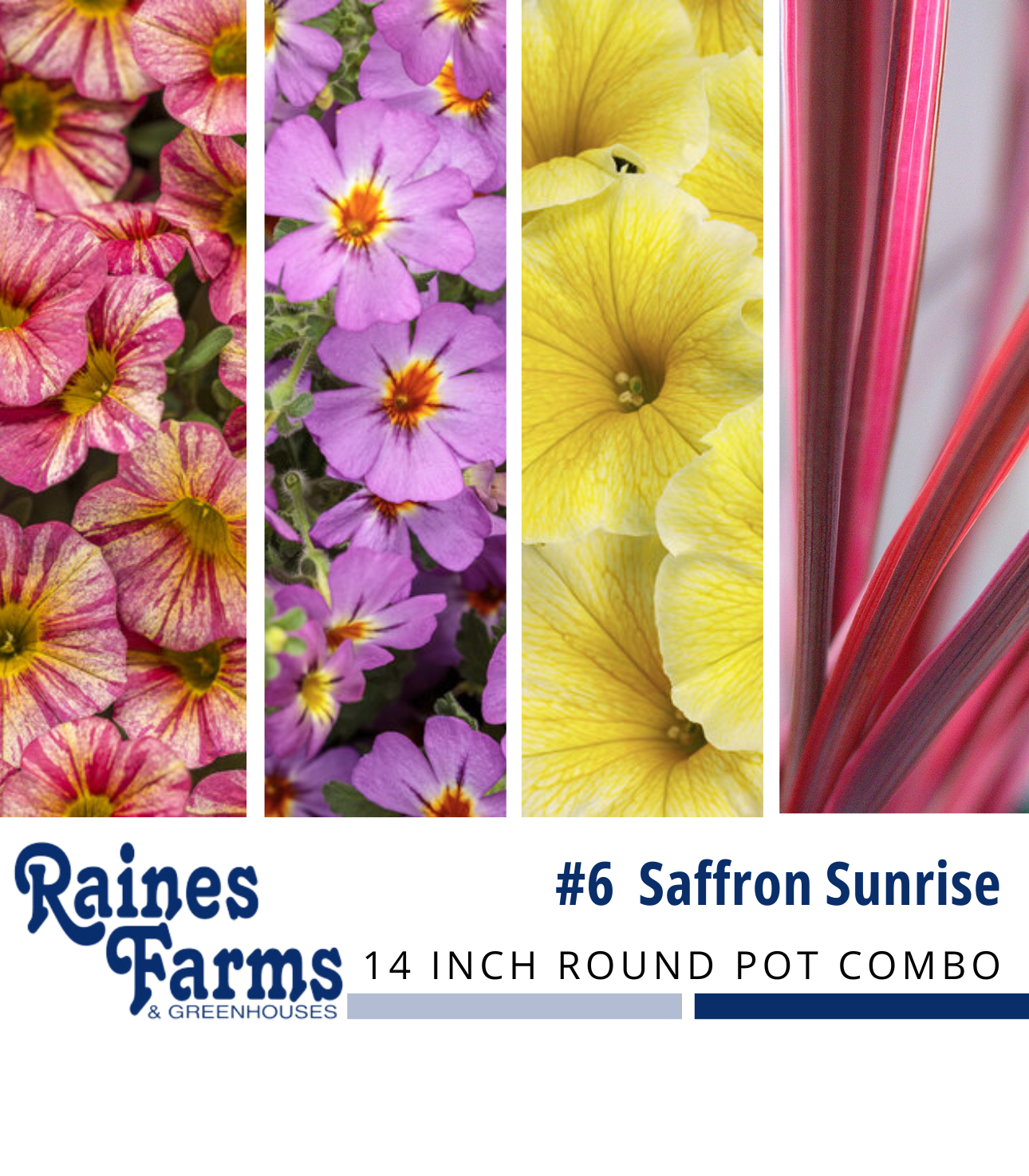 #6: Saffron Sunrise 14 Inch Round Pot Combo